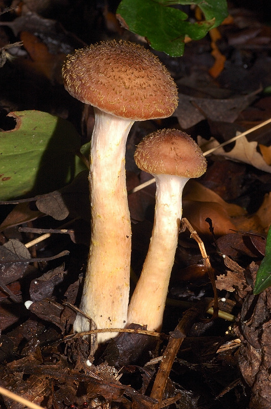 Piccola escursione in bosco di pianura